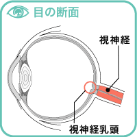視神経