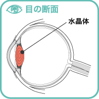 目の断面